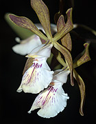 Encyclia phoenicea. Foto: Julio Larramendi.