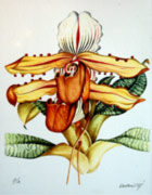 Obra «Cypripedium lawrencianum orquideacere»